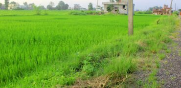 Land for sale in Mangalapur, Rupandehi, near Butwal