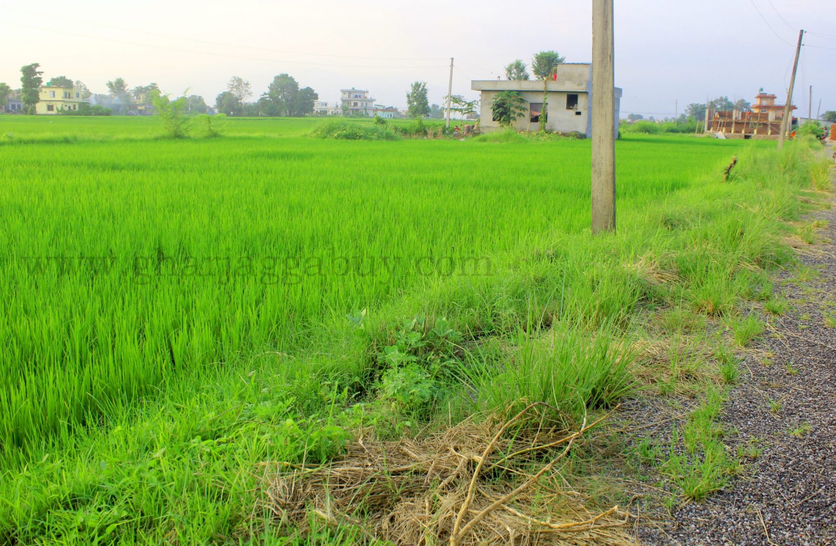 Land for sale in Mangalapur, Rupandehi, near Butwal