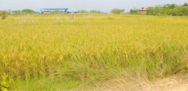 Land for sale in Tilottama-11(near Sivapur) , Rupandehi, Nepal