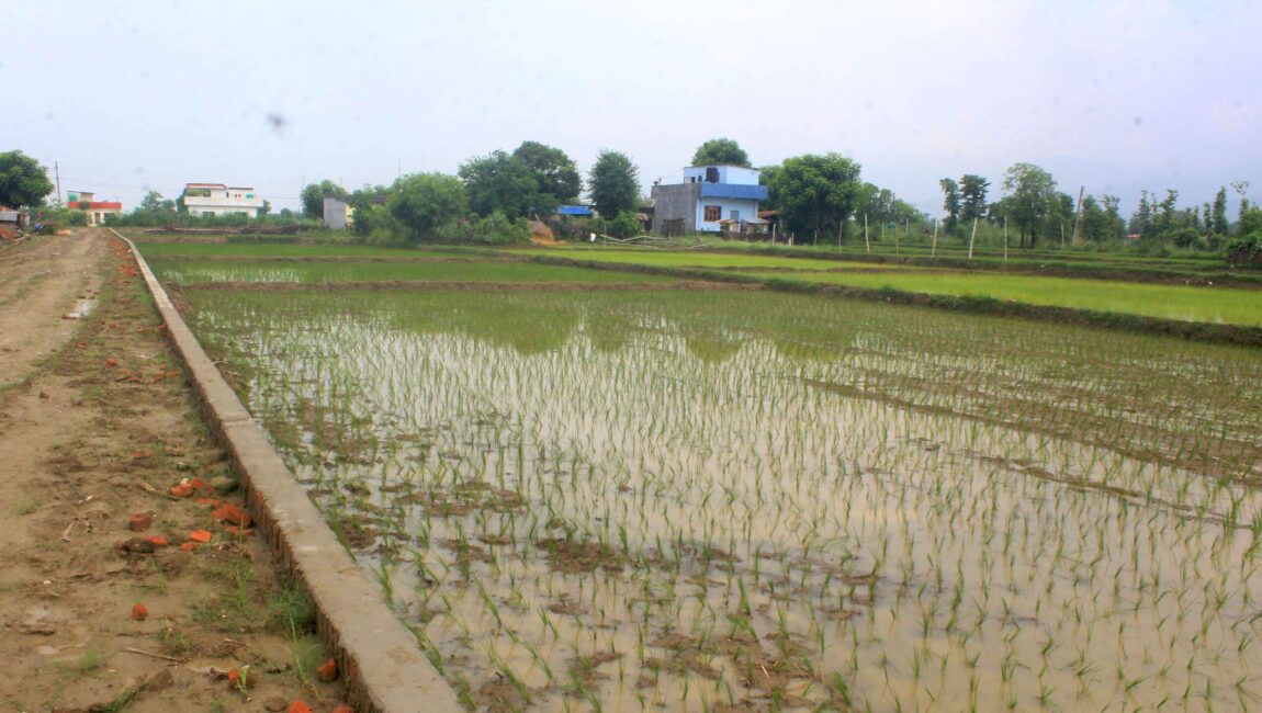 Prime Land for Sale in Butwal, Rupandehi, Nepal