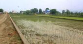 Land for sale in Kanchanpur Purnabas Municipality