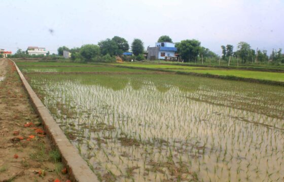 Prime Land for Sale in Butwal, Rupandehi, Nepal