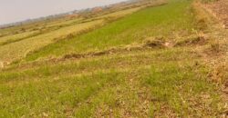 Agricultural Land
