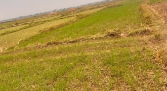 Agricultural Land