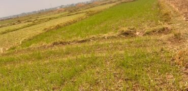 Agricultural Land