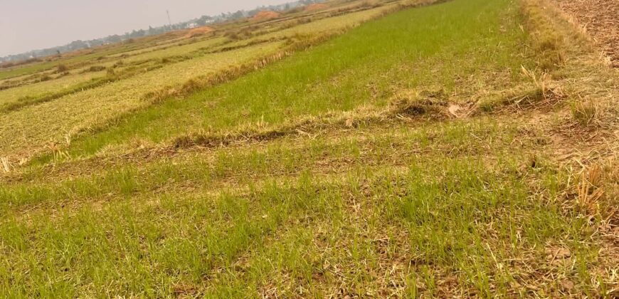 Agricultural Land