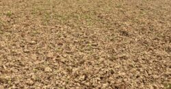 Agricultural Land